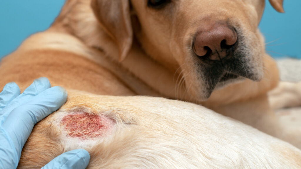 Atopic dermatitis in a dog. Allergic reaction in animals.