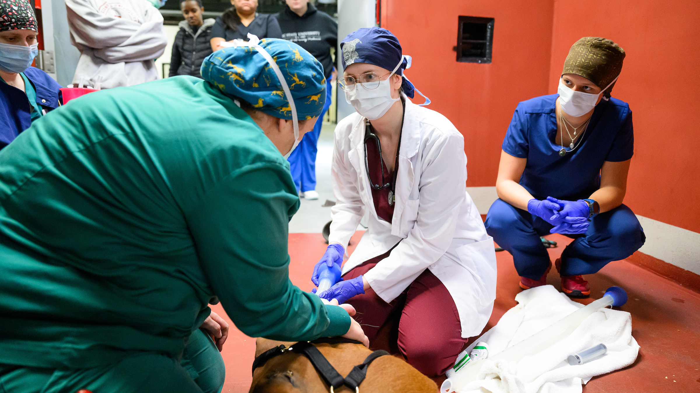 An anesthesiologist dressed in green scrubs works to intubate a brown horse as two students assist her.