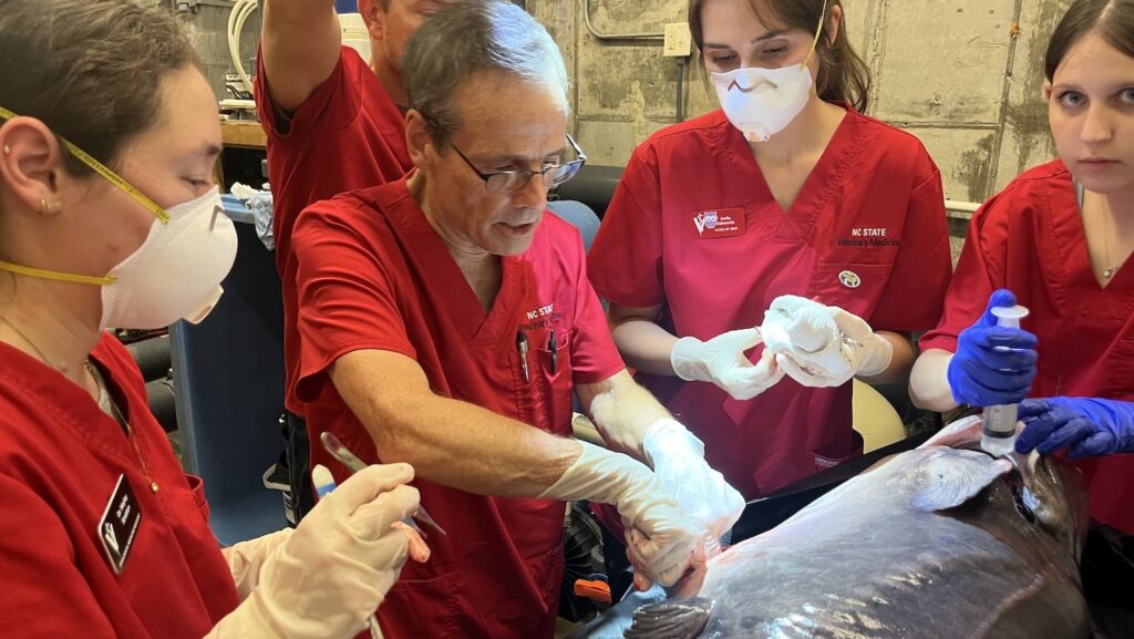 Dr. Greg Lewbart operates on a fish