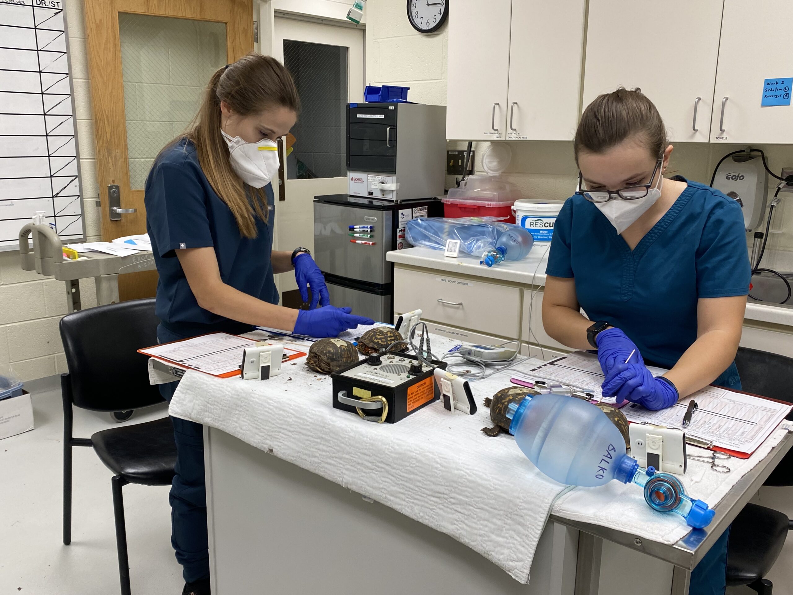 Two female veterinary students wearing KN95 masks examine one box turtle each on an examination table as part of an anesthesia study.