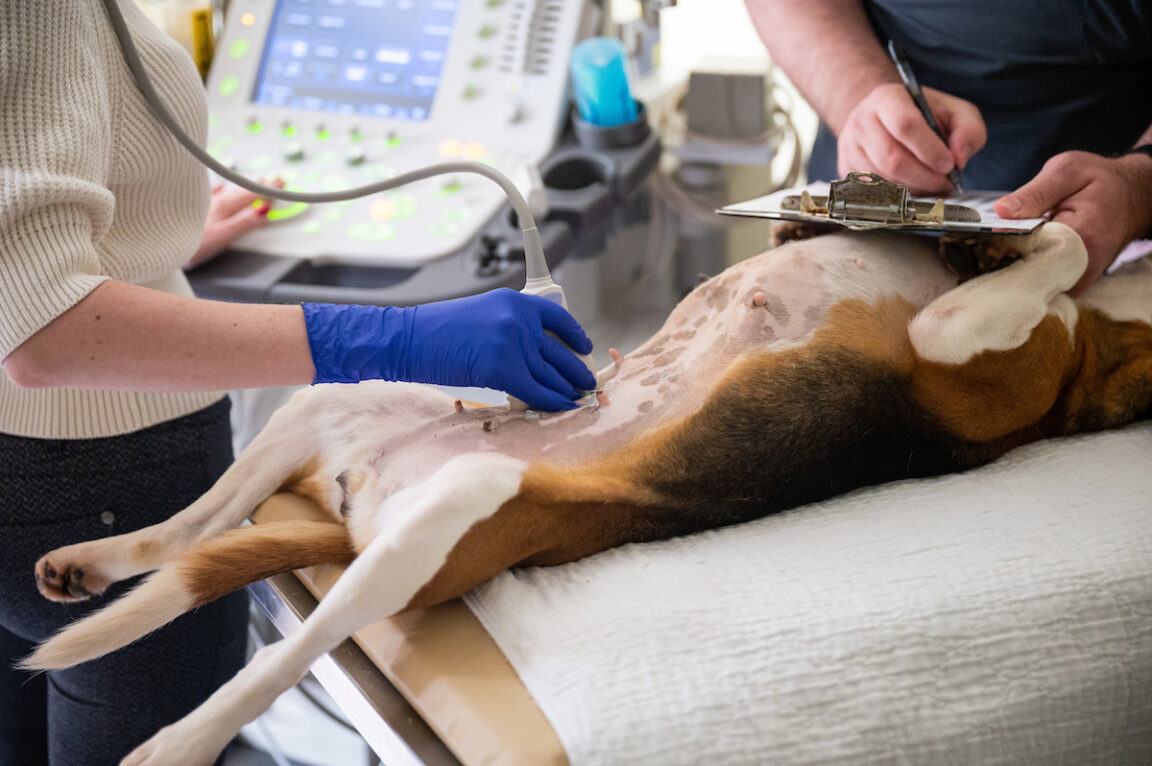A dog preparing for bladder surgery.