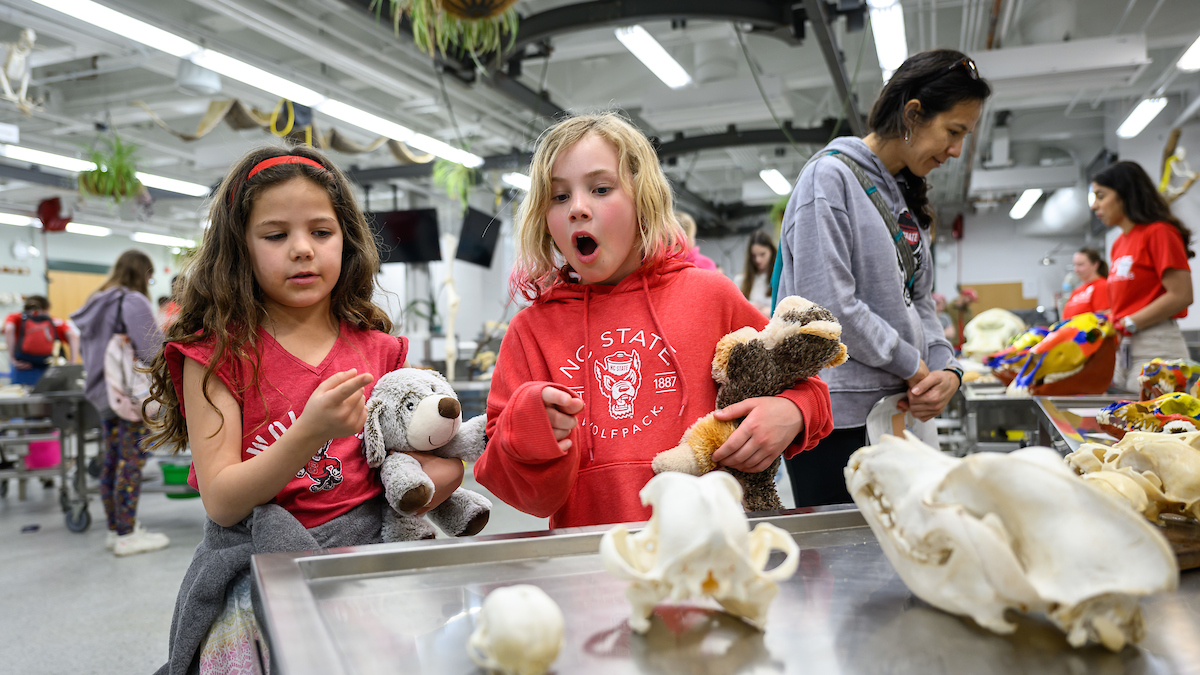 Children looking at animal skulls.
