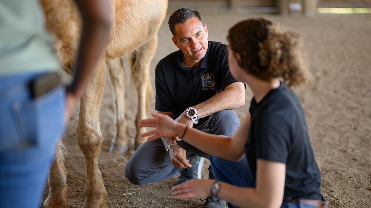 Dr. Raul Bras explains how to find a horse's navicular bone inside its hoof.