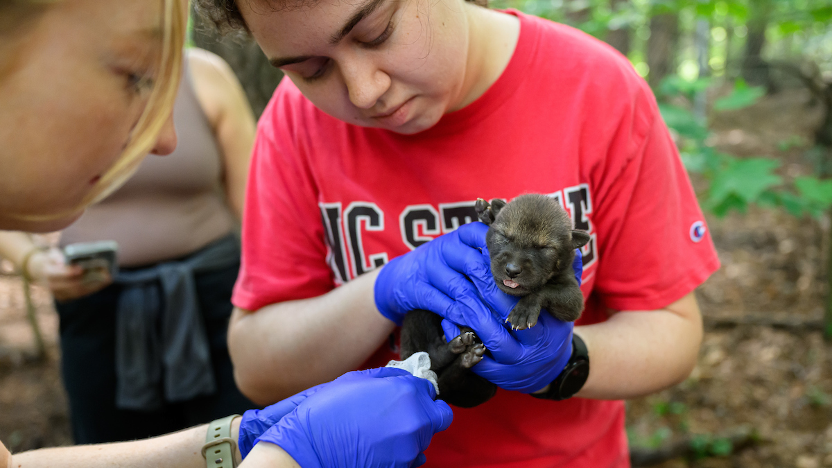 Howlelujah! Critically Endangered Red Wolf Pups Join NC State’s Pack