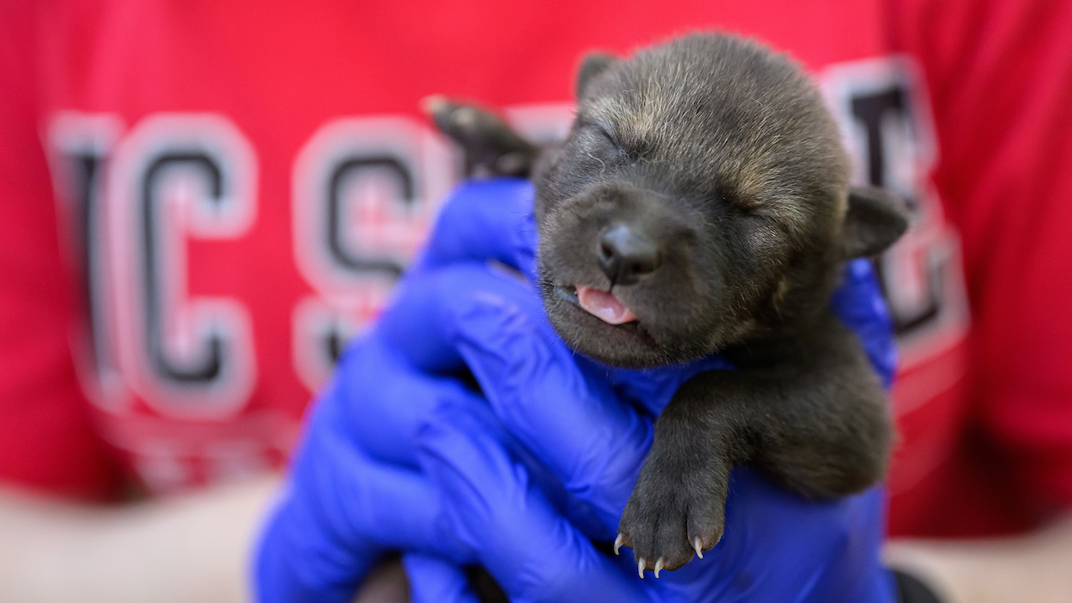 A red wolf puppy born at NC State over Mother's Day Weekend.