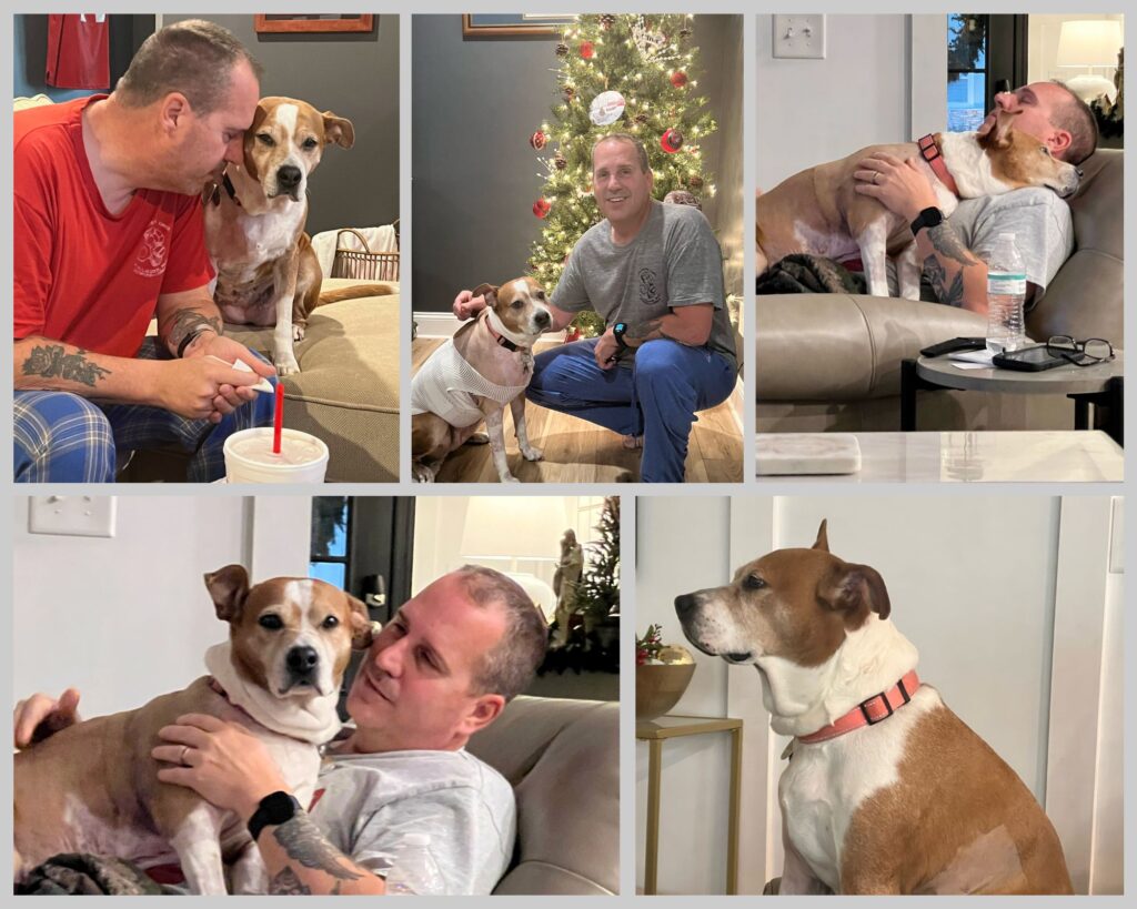 A collage of five photos featuring a man snuggling his tan-and-white pit bull mix.