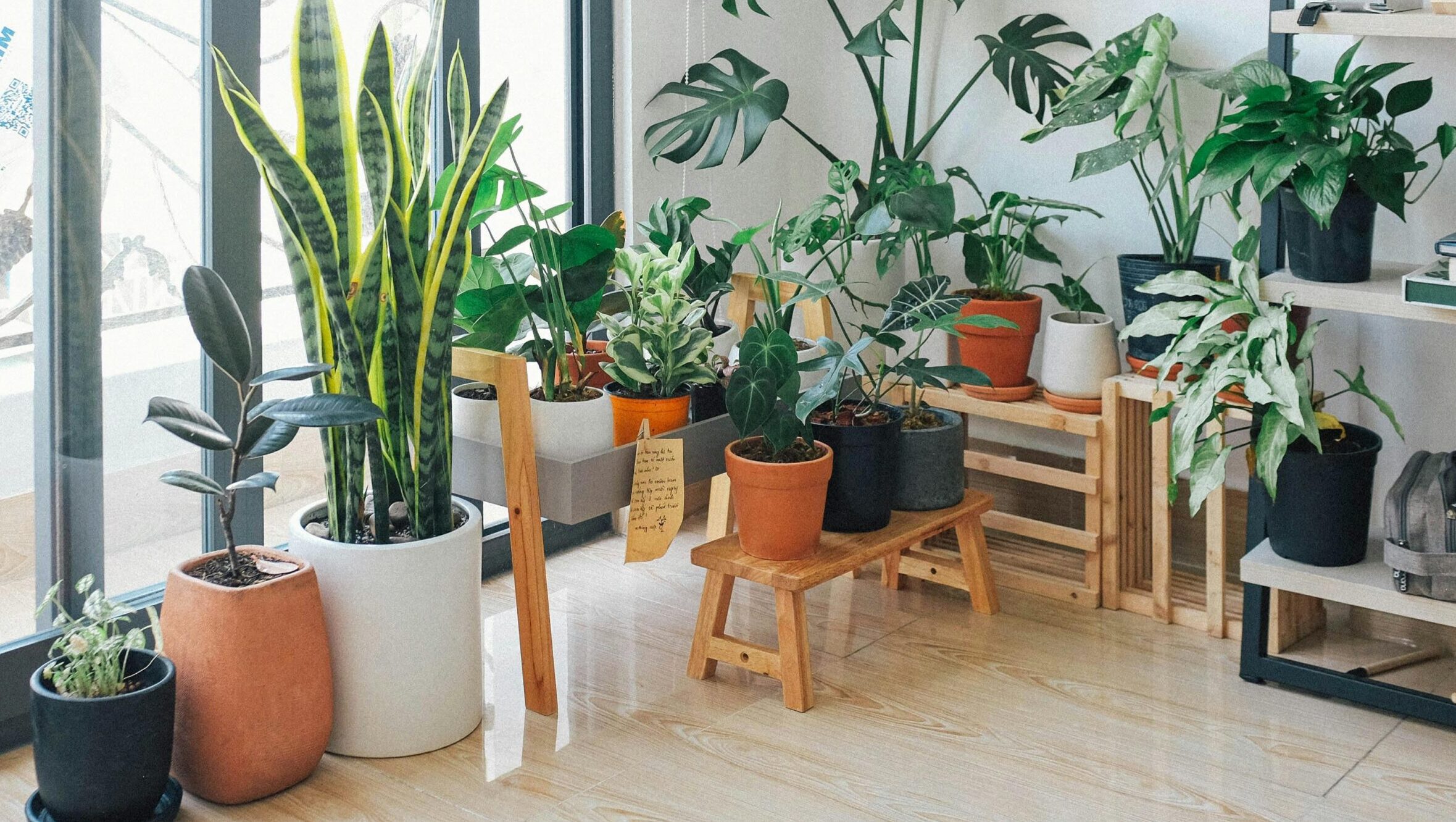 room with different varieties of house plants in it