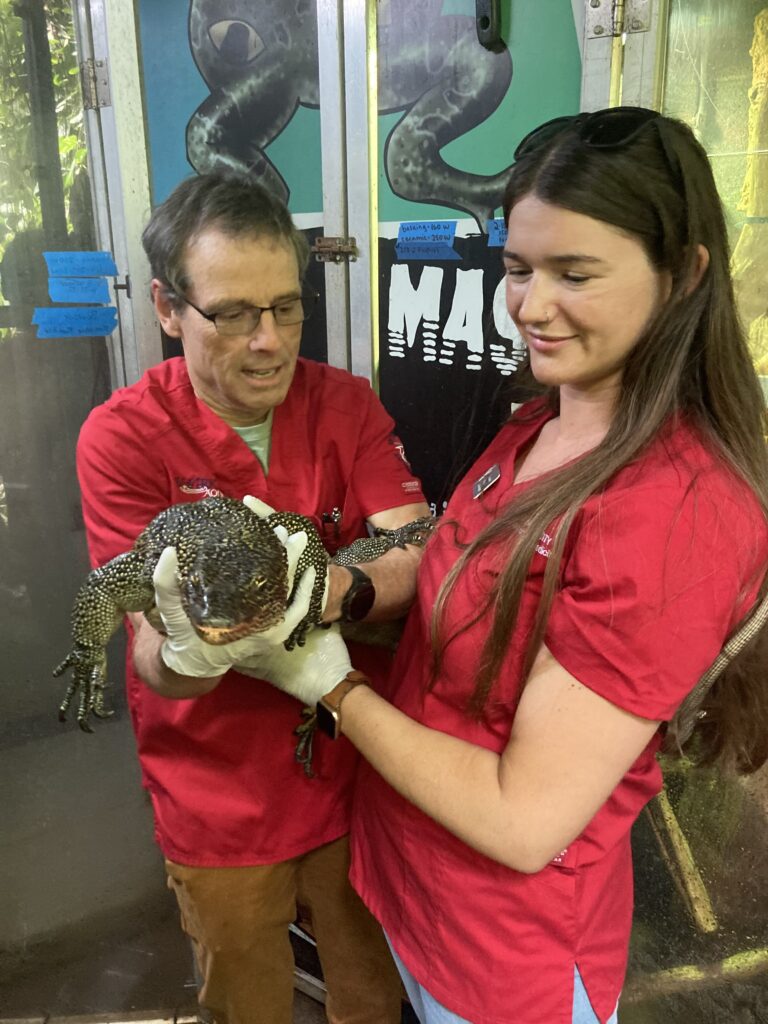Dr. Greg Lewbart and second-year student Stephanie Hasapis hold a monitor lizard together.
