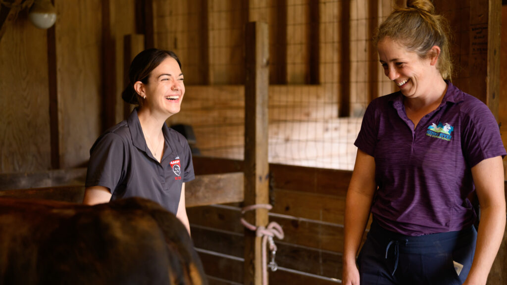 Two female veterinarians laugh in a brown wood barn. Part of a cow's rump is visible in the foreground.