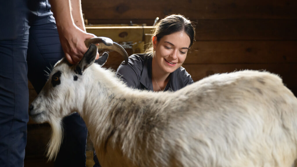 A brown-haired female veterinary student crouches behind a white goat in a barn as another veterinarian's hands are shown holding the goat steady by its horns.