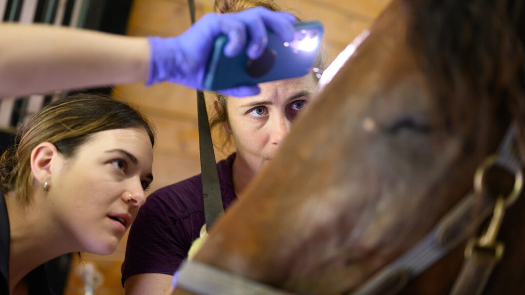 Two female veterinarians peer at a horse's eye during an examination. The student veterinarian, left, is holding a phone flashlight to light the animal's eye.