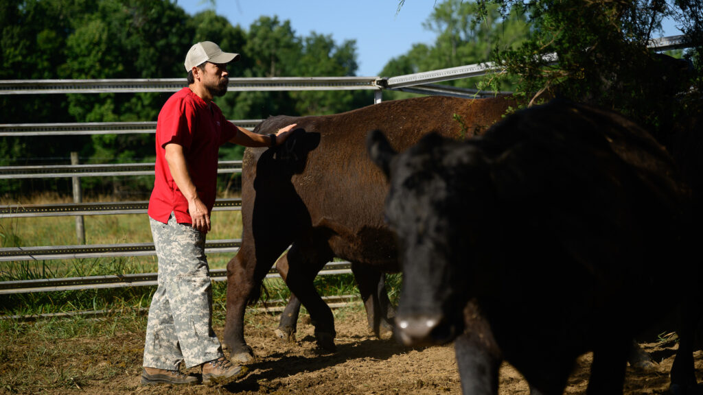 A male veterinary student wearing a red scrub top and camouflage pants herds black and brown cattle inside a corral.