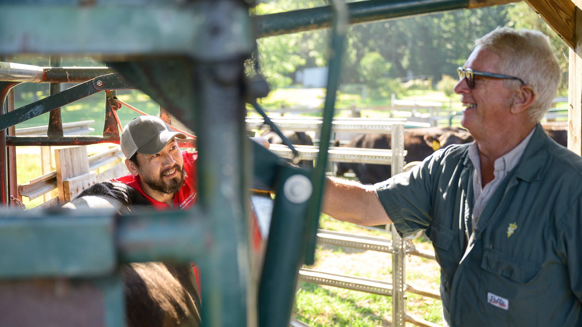 A male veterinary student working with a black cow in a cattle chute smiles at the mentor veterinarian he's working with.