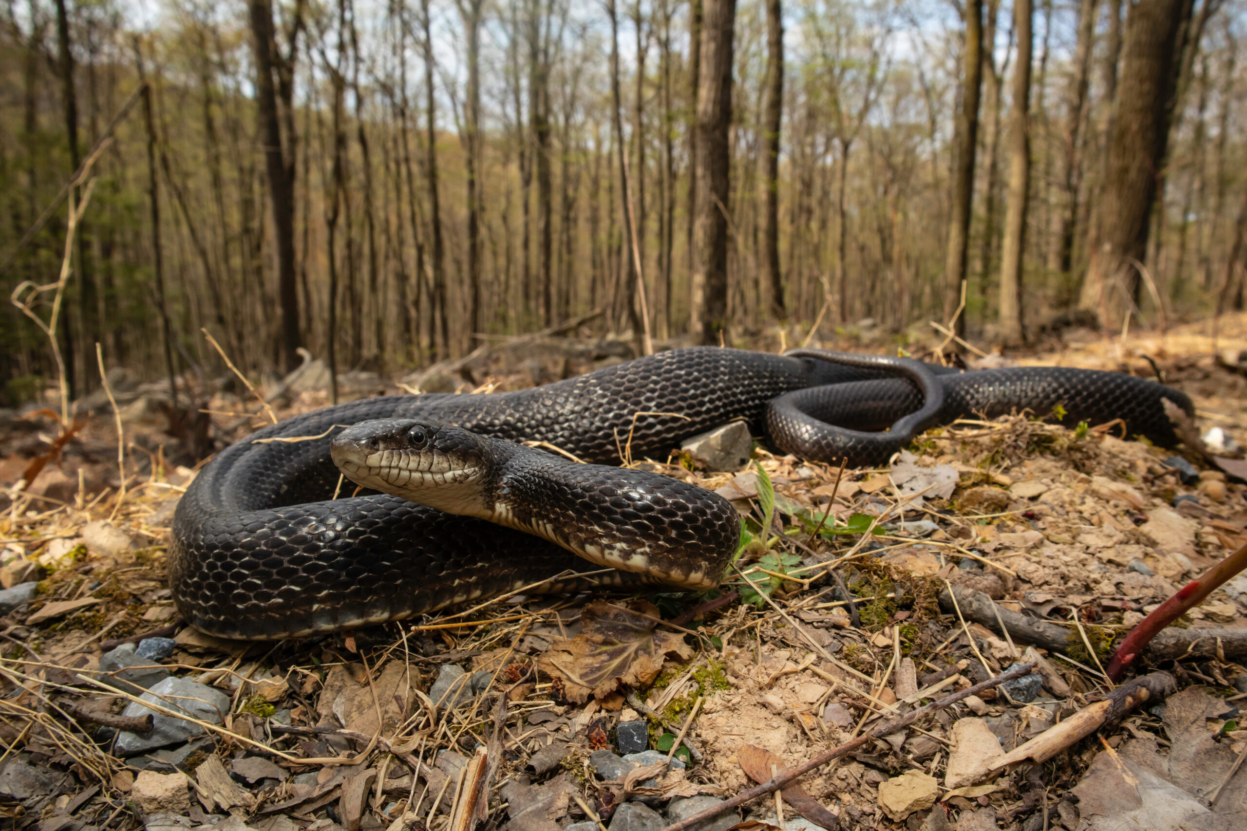 black rat snake on forest floor