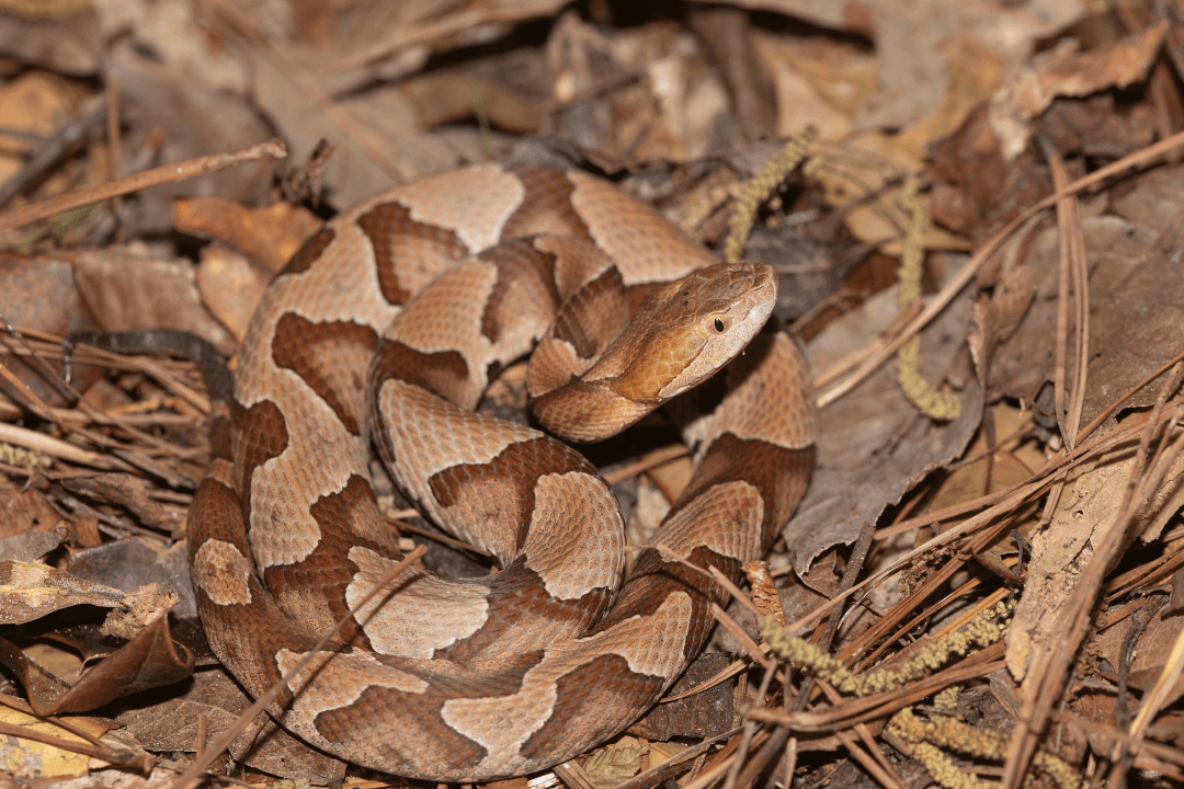 copperhead snake