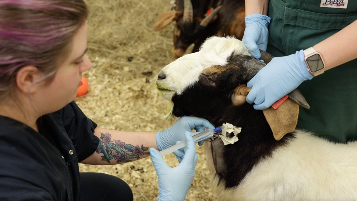 A person conducting a blood draw on a goat.