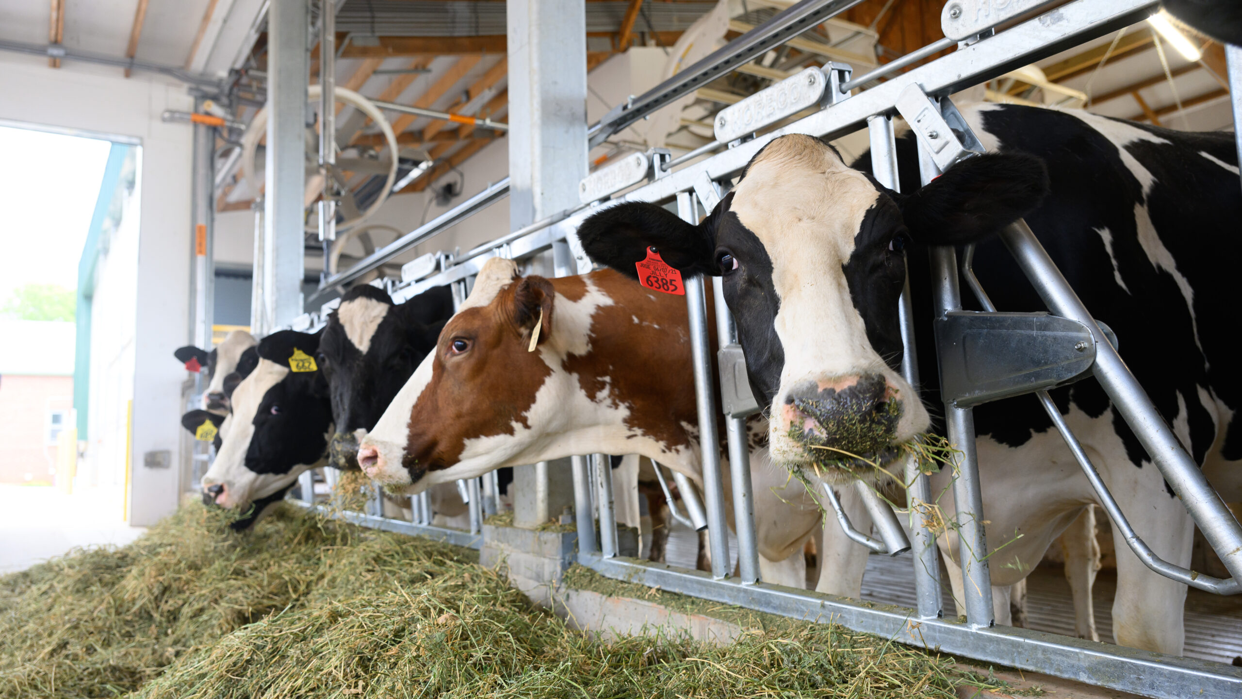 Cows at the new dairy barn on the NC State College of Veterinary Medicine Campus.