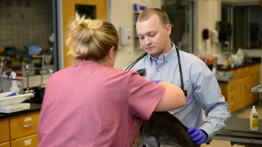 Atkinson, facing the camera, examines a canine patient on an examination table in a clinic. Most of the dog's body is hidden from view by the female veterinary technician holding the pooch. She is facing in the opposite direction from the camera.