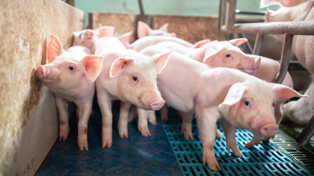 ecological pigs and piglets at a domestic farm