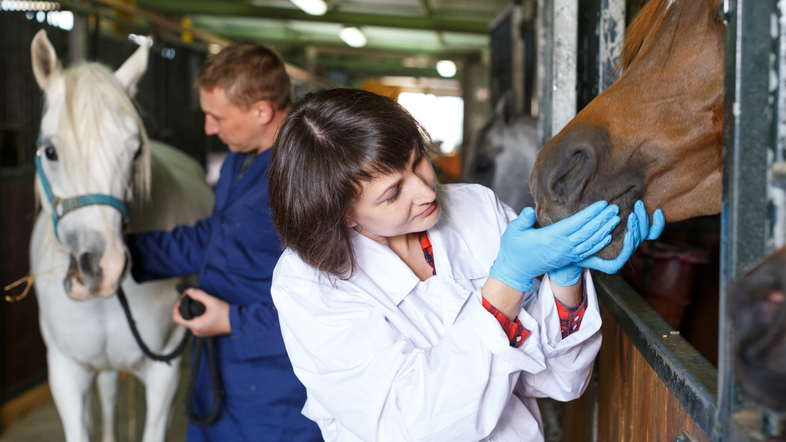 Female vet giving medical exam to horse in  stable