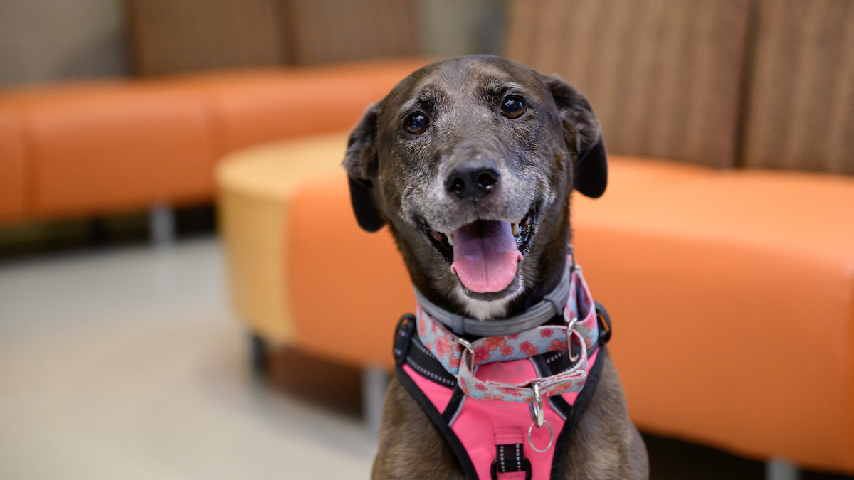 Zuzu, a black-and-white Lab mix dog wearing a pink harness, looks into the camera with her mouth open in an expression like a smile.