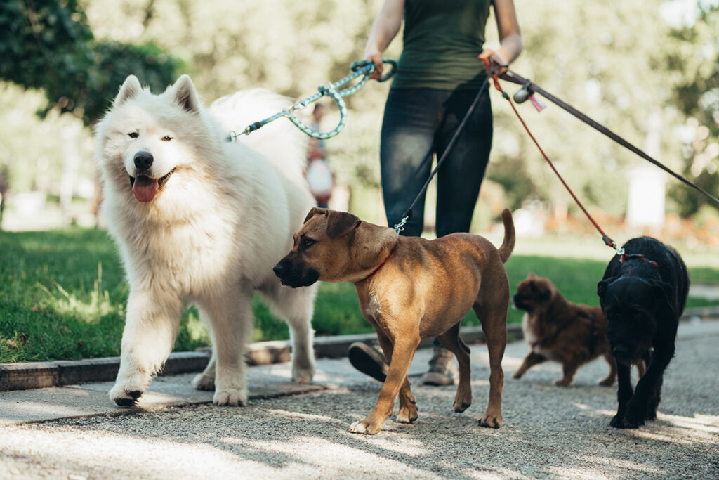 Dogs being walked. 