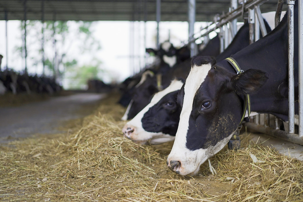 Cows eating hay. 