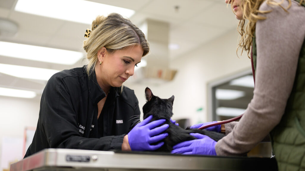 Dr. Allison Kendall exams 7-year-old Pym Laflin to see whether he's a good candidate for low dose radiation therapy for Feline Idiopathic Cystitis.