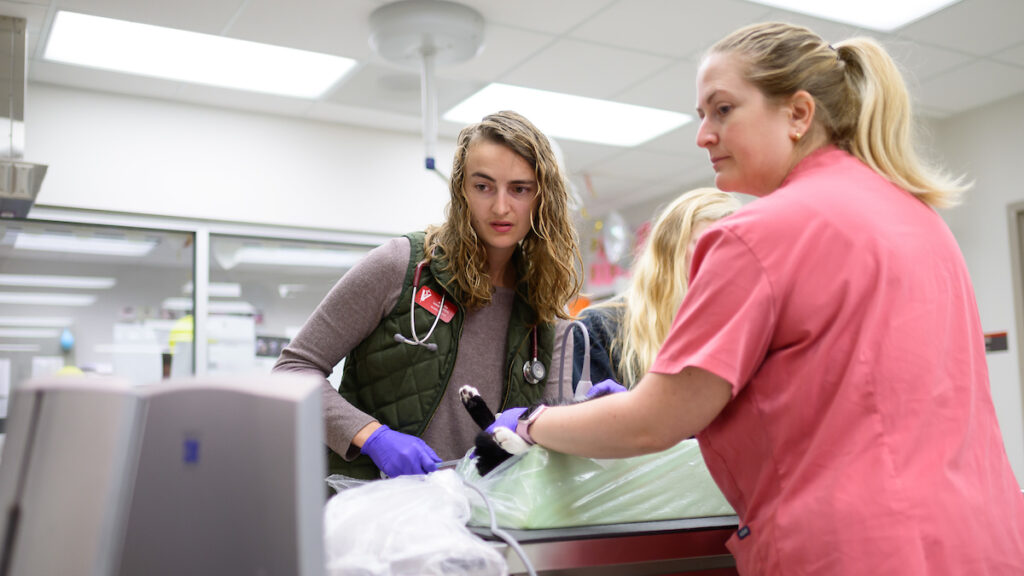 Fourth-year veterinary student Angelia Laudermilch, left, and registered veterinary technician Megan Millman examine Pym Laflin at the Feline Idiopathic Cystitis clinic at NC State.