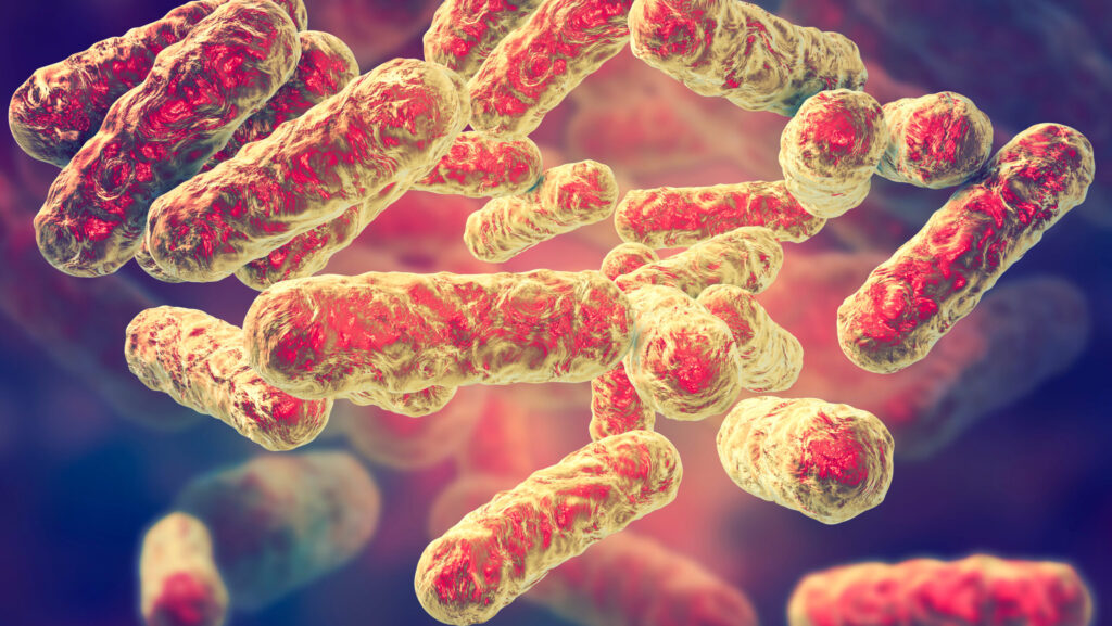 Bartonella henselae bacteria, the causative agent of cat-scratch disease or bartonellosis, formerly known as Rochalimaea bacteria, 3D illustration