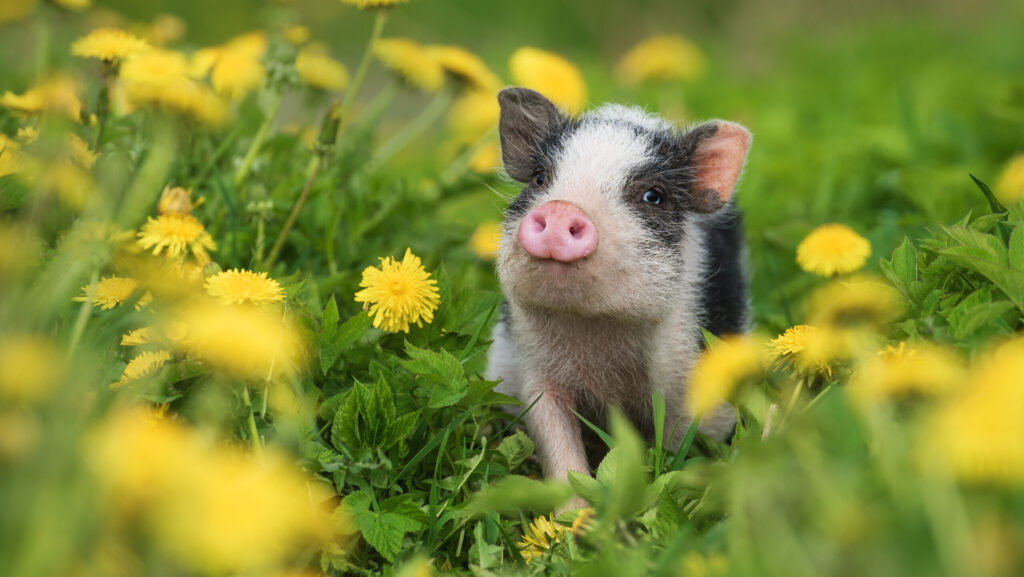 Piglet walking in a field of dandelions