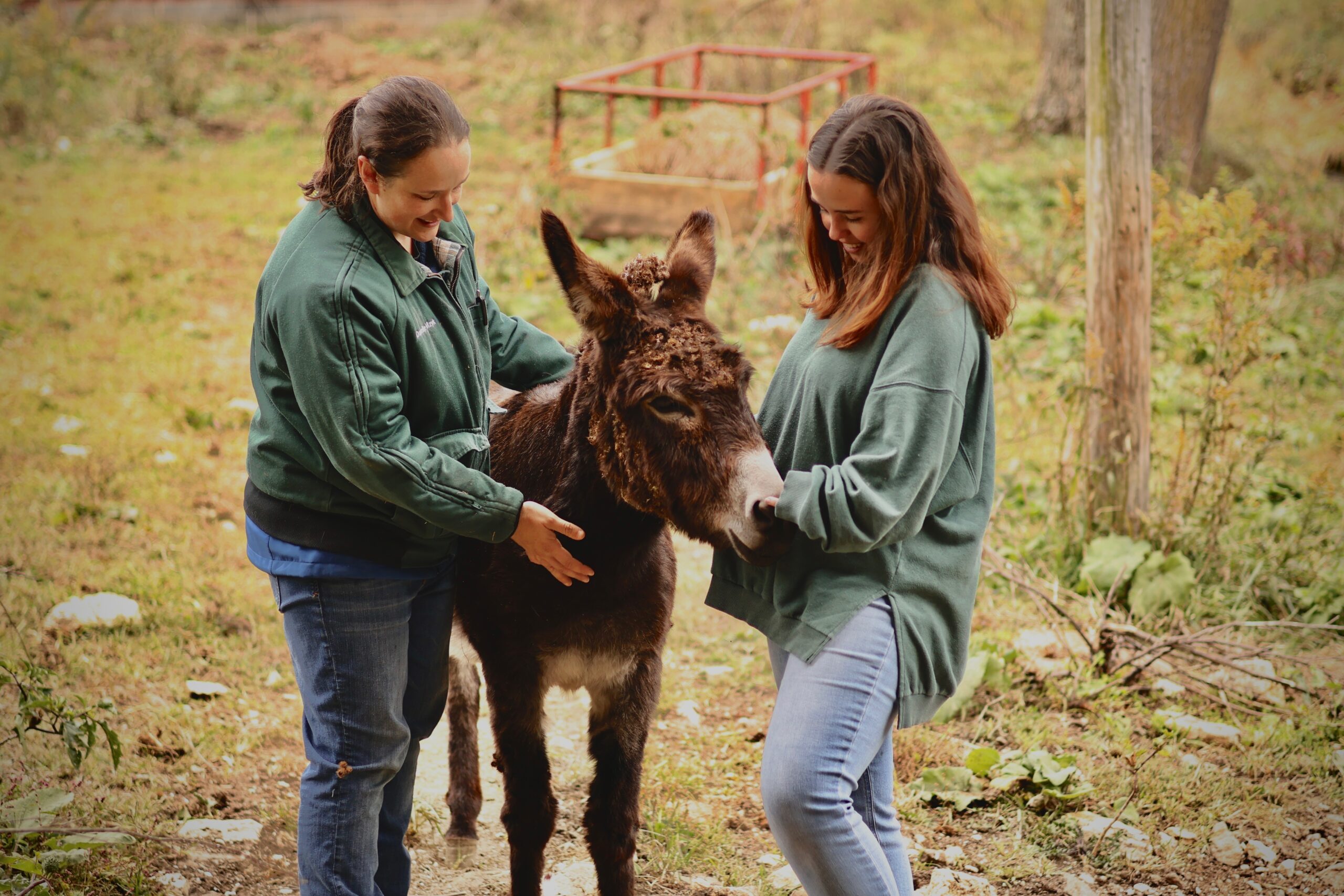 Danielle Mzyk works with a donkey.