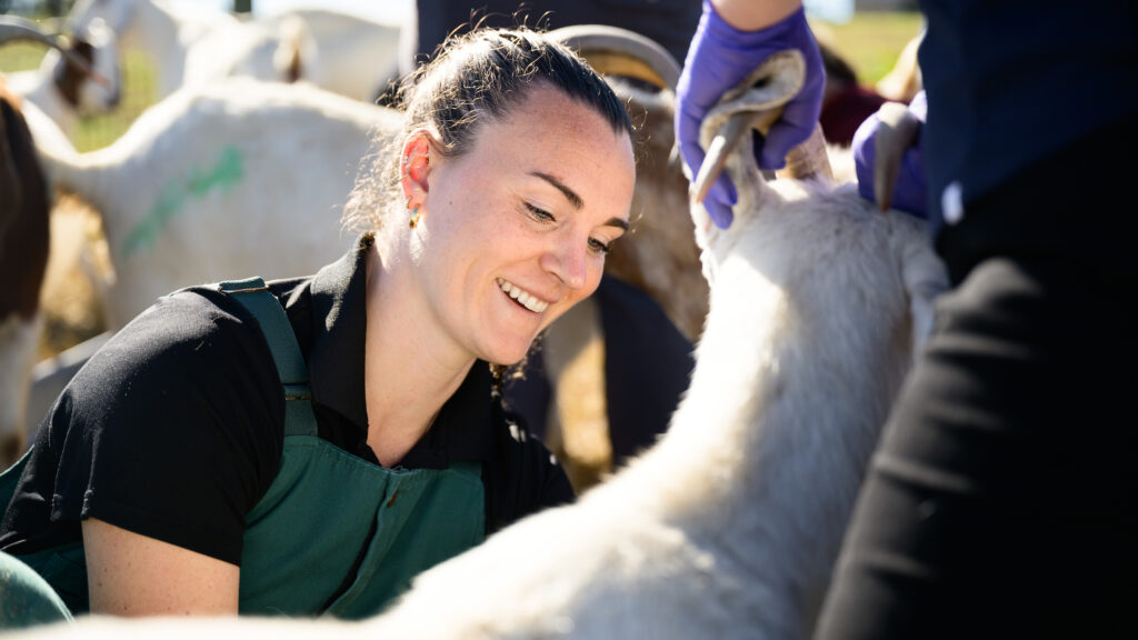 Mitman smiles while crouching to work with a white goat in the middle of a goat herd. An unseen person holds the goat's horns steady.