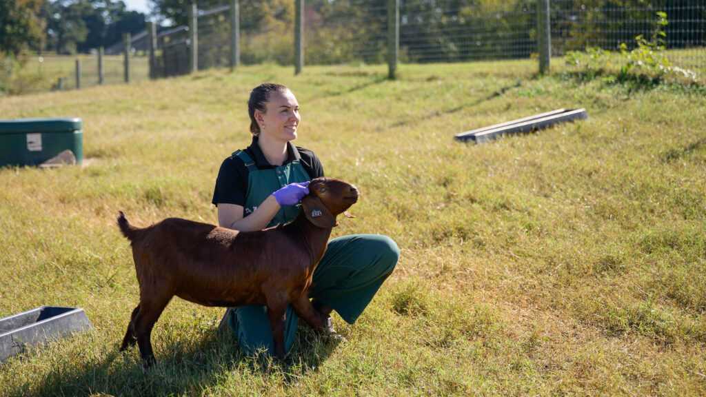 Siena Mitman holds the horns of a brown goat in a field outside the NC State College of Veterinary Medicine.