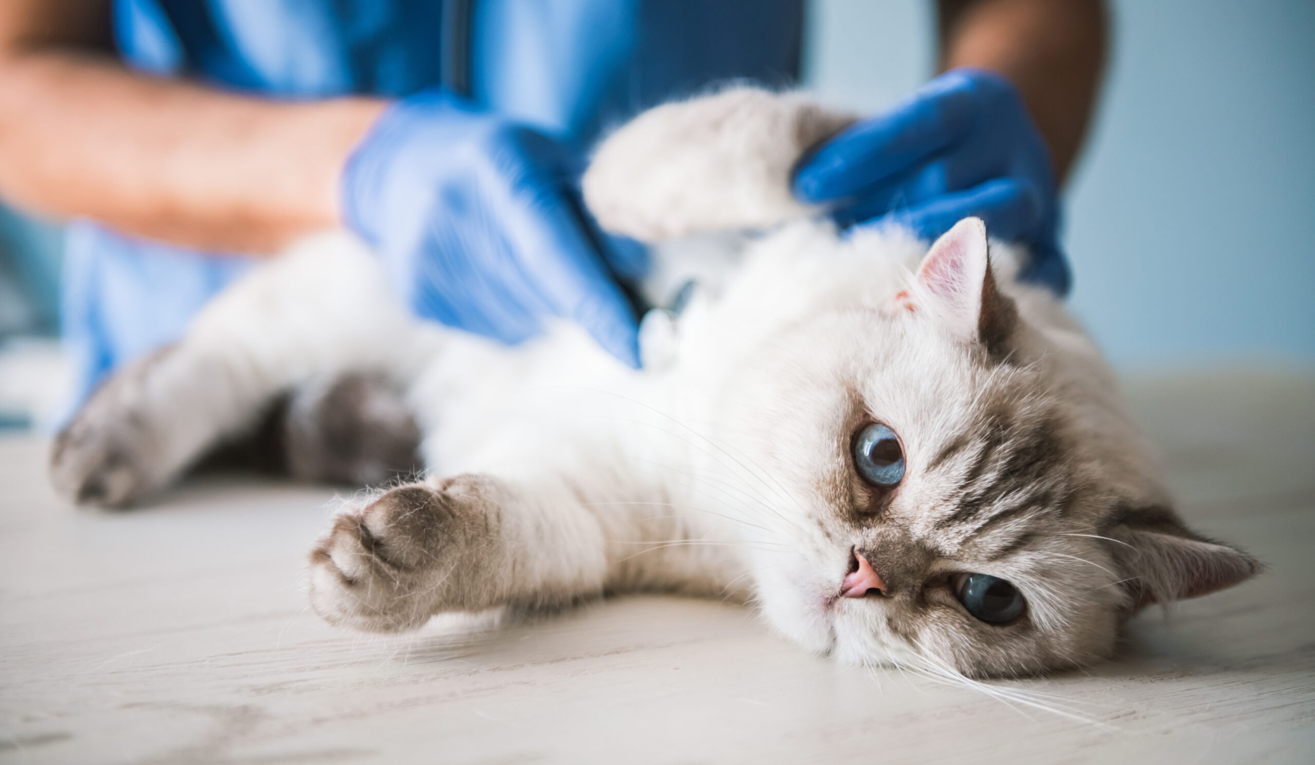 Cute blue-eyed cat is lying on the table while being examined by the veterinarian