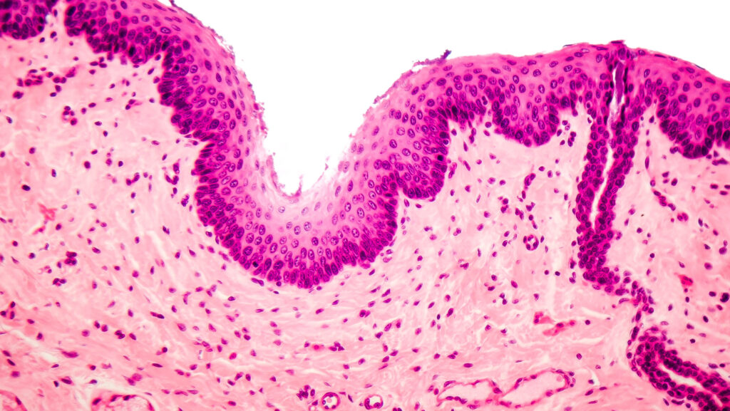 Human stratified squamous epithelium under microscope, light micrograph