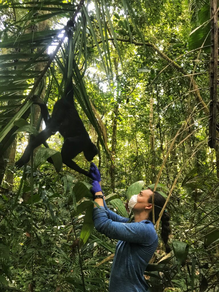 Siena Mitman reaches up toward a spider monkey that is hanging from its tail in the middle of the jungle.