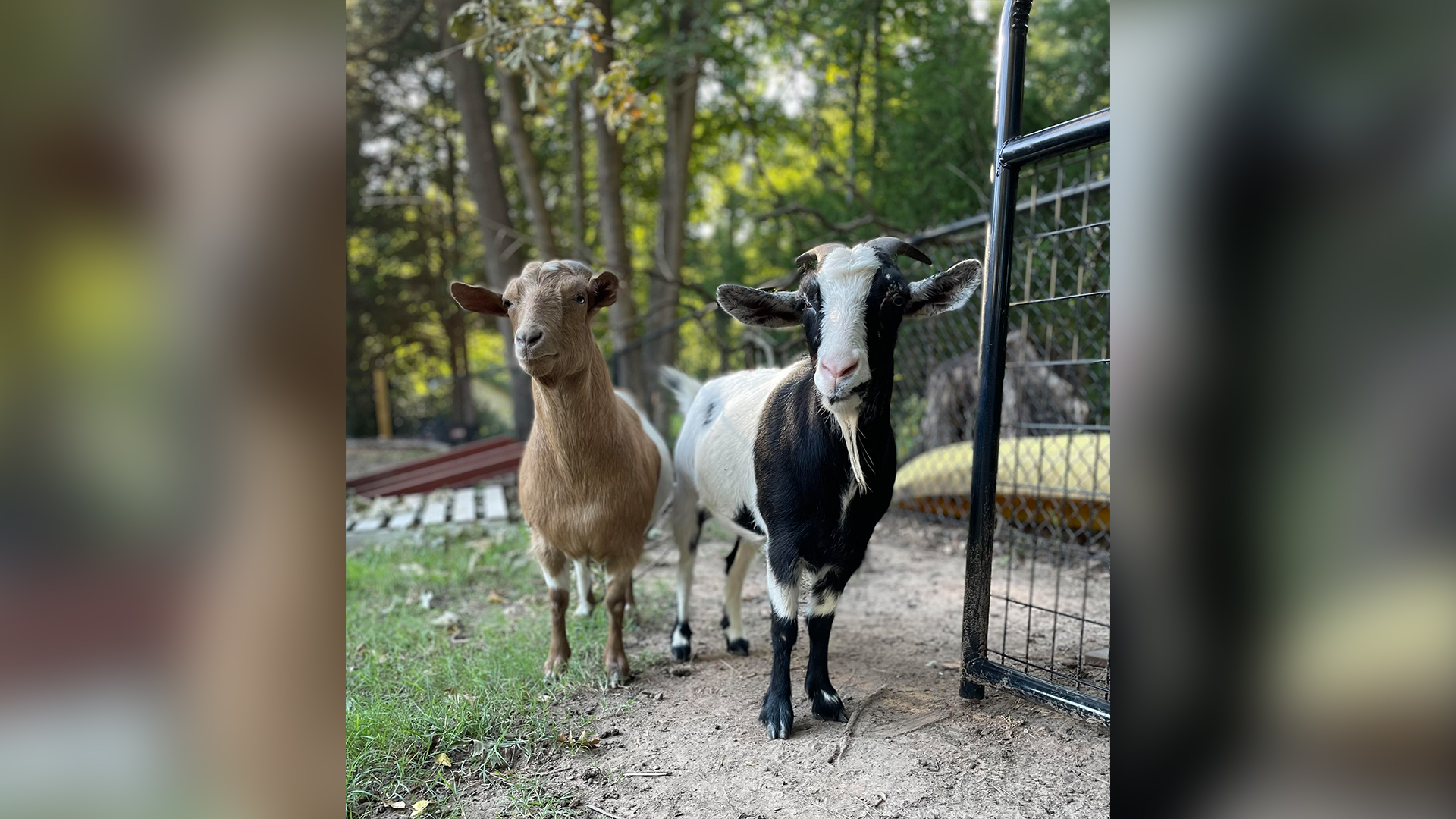 Two goats stand side-by-side in an outdoor pen with a dirt floor. To the left stands a tan goat, and immediately to her right stands a black-and-white goat.