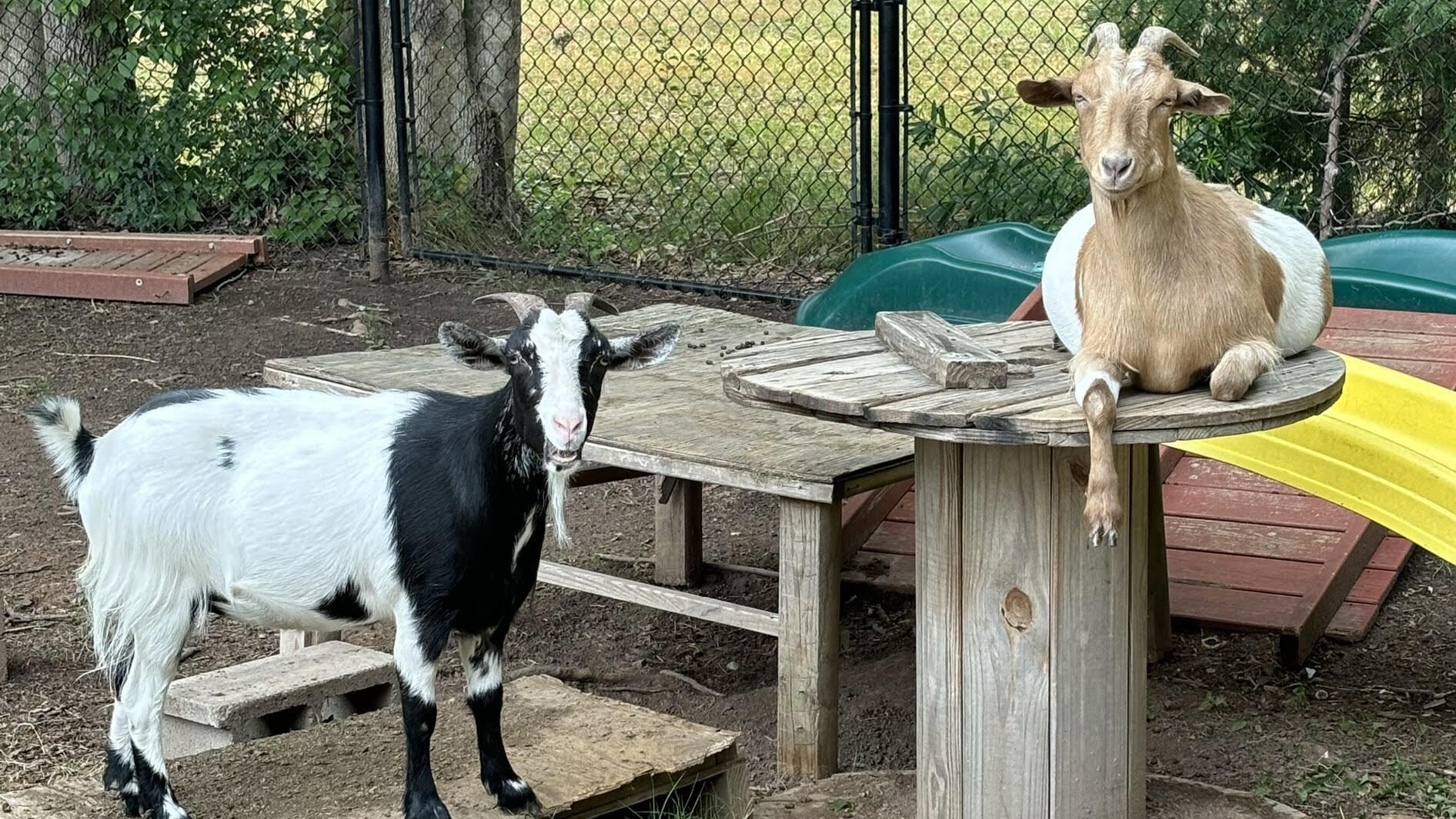 Stella and Dolly Hight relax in their pen at home. Dolly stands on a piece of wood, while Stella perches on a spool-shaped platform.