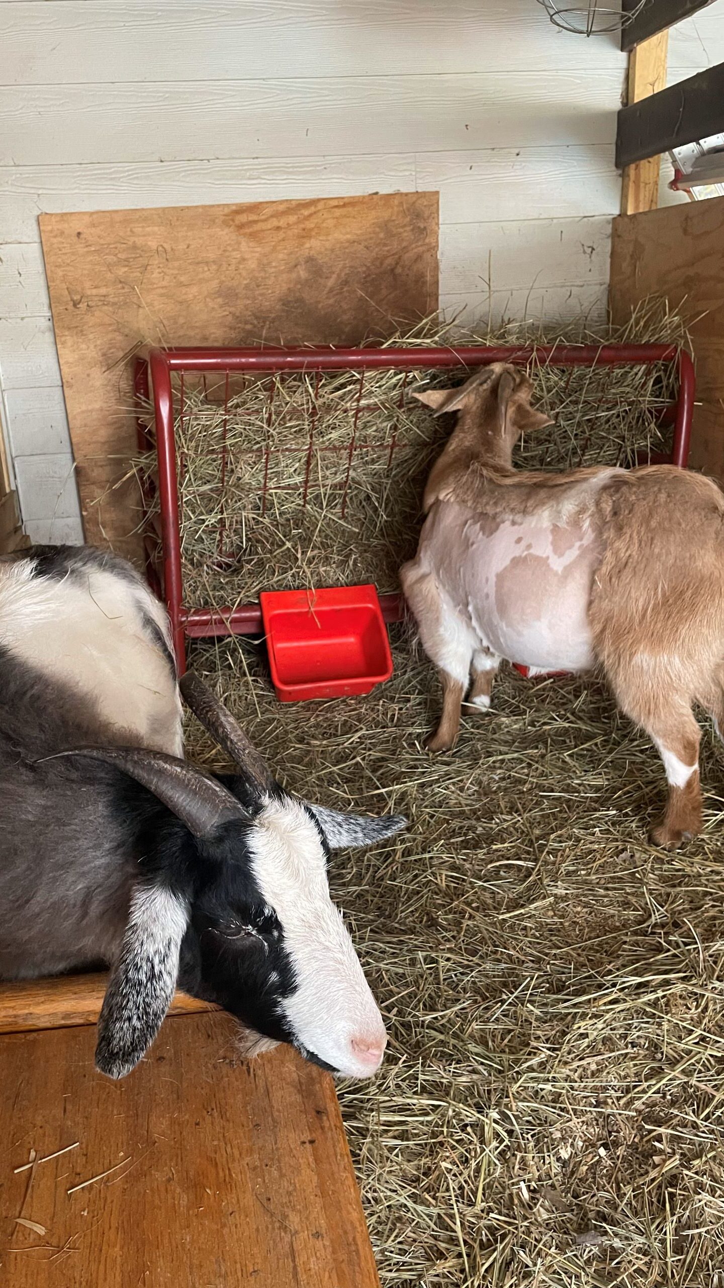 Dolly Hight, front left, a black-and-white female goat, stands on a hay-covered floor in a treatment pen at the NC State Veterinary Hospital. Her herd-mate, Stella, stands to the back right of the photo with her back to the camera while she eats hay.