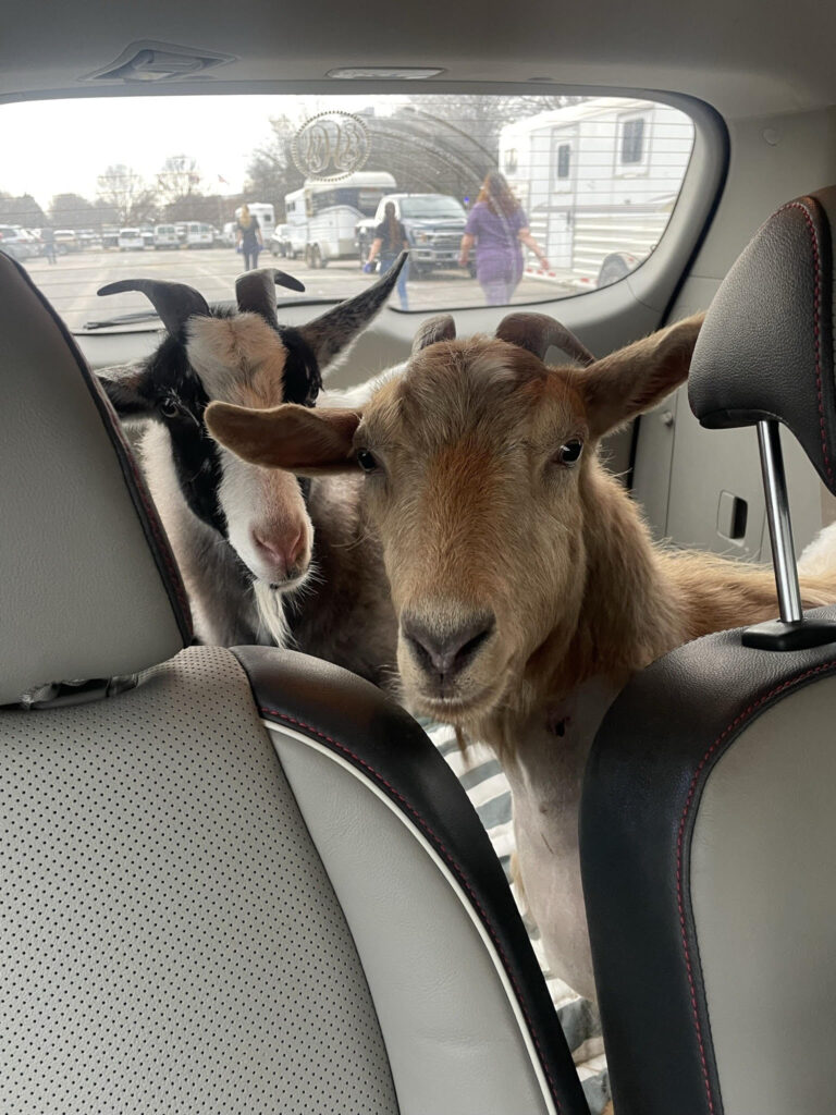 Stella and Dolly Hight peek between the front seats of a car from the backseat.