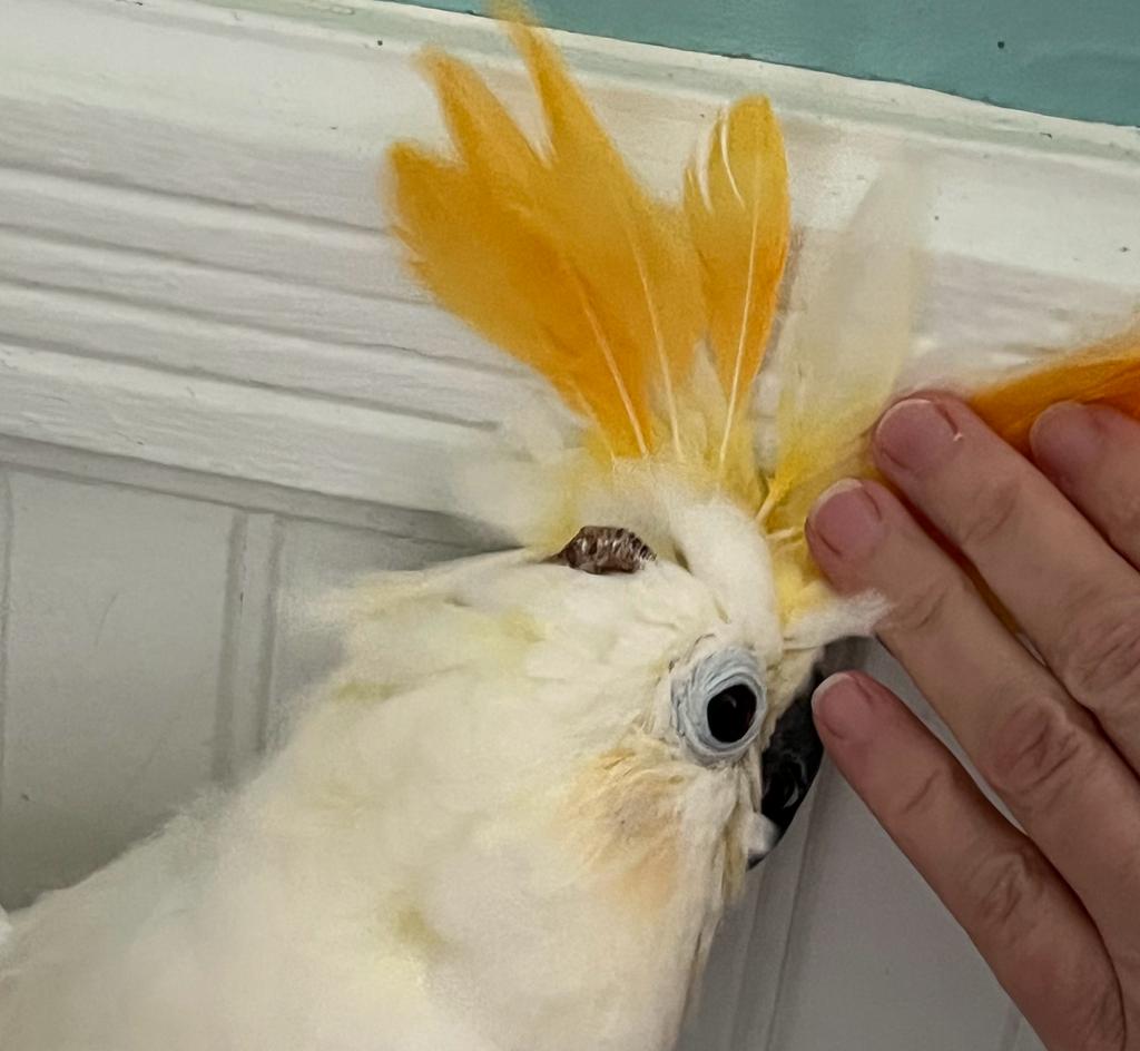 Cynthia's hand holds back the Phoenix's crest to show a dark bump of skin beneath the feathers on the top of her head.