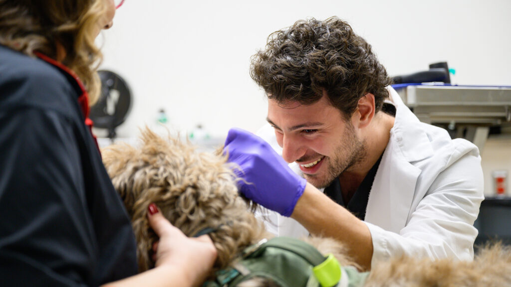 Pinto smiles as he examines a dog's ear in the clinic. A veterinary technician holds the dog still during the examination.