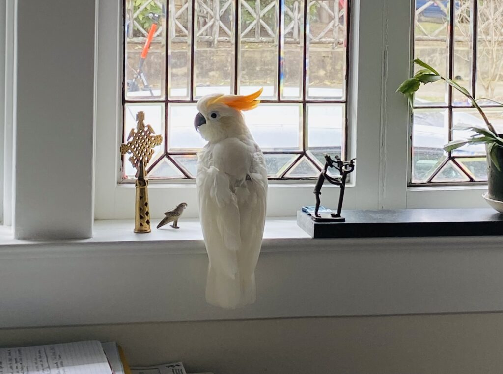 Phoenix stands in front of an ornate, outside-facing window with her head tilted toward the camera.