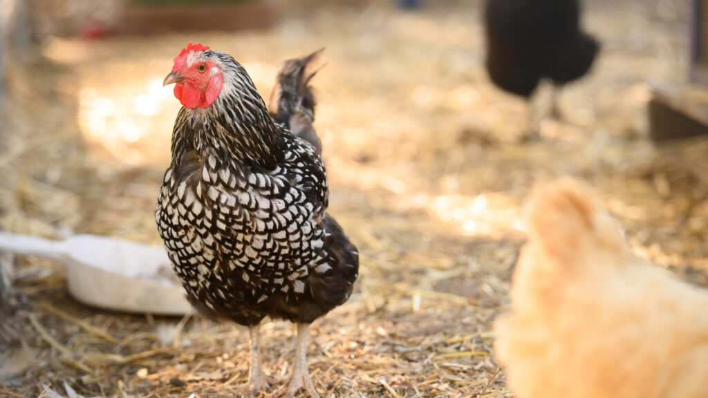 A black-and-white speckled chicken stares at the camera.