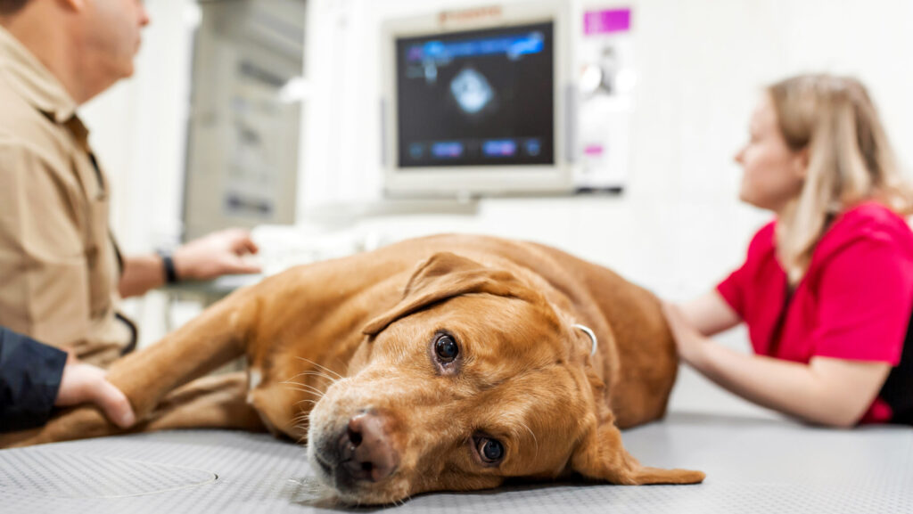 Doctor veterinarian makes ultrasound and cardiogram of the dog's heart in the office. Sick dog breed Labrador looking at the camera close-up.