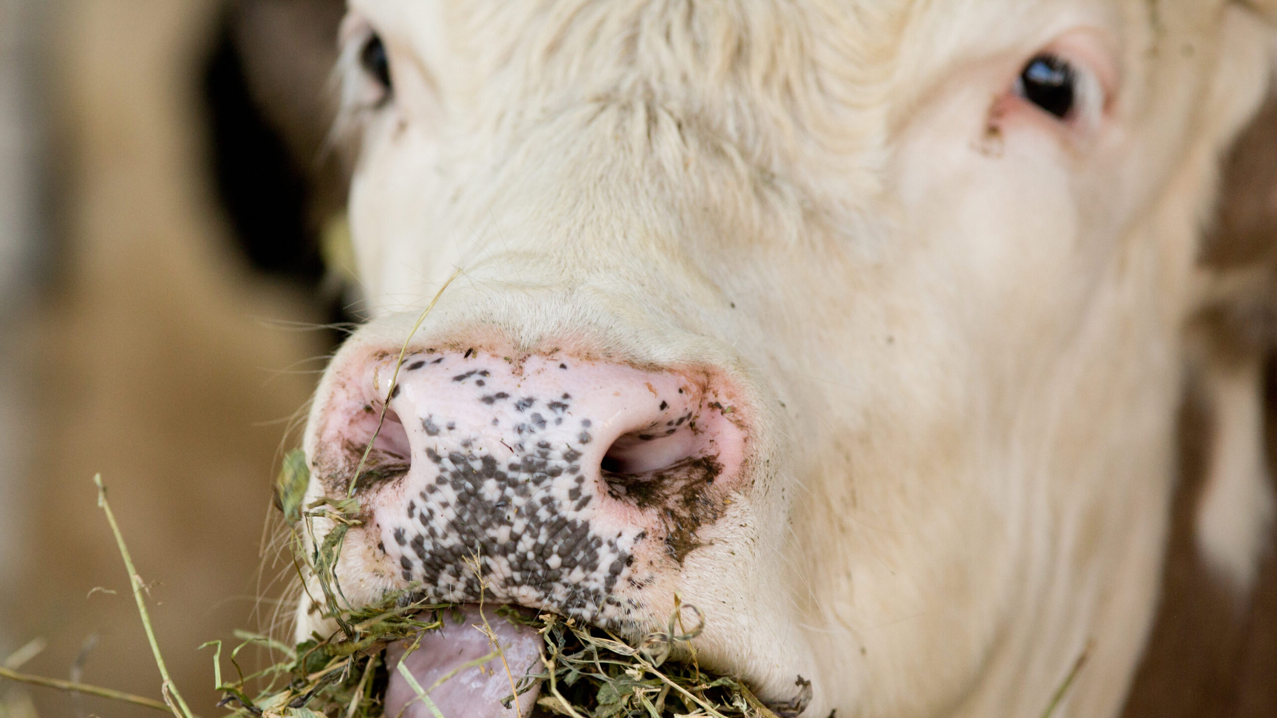 NC State CVM cow eating alfalfa
