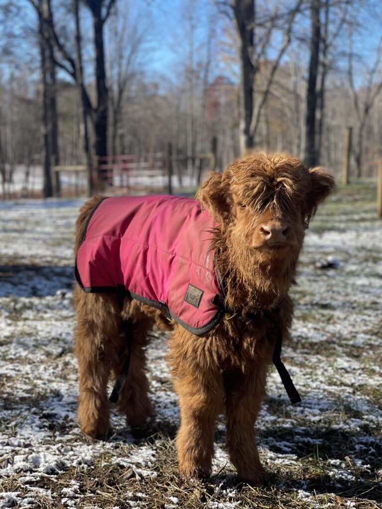 Starlight poses in a snowy field while wearing her pink coat.