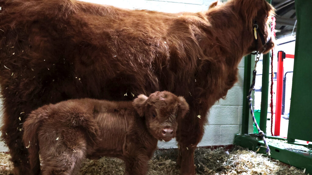 Calf Starlight stands next to her mom, Luna, in the Large Animal Hospital.