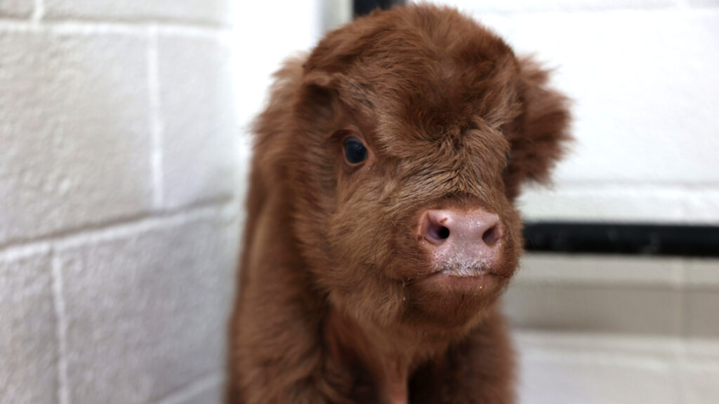 Highland calf Starlight Dawkins looks into the camera with milk bubbles on her snout.